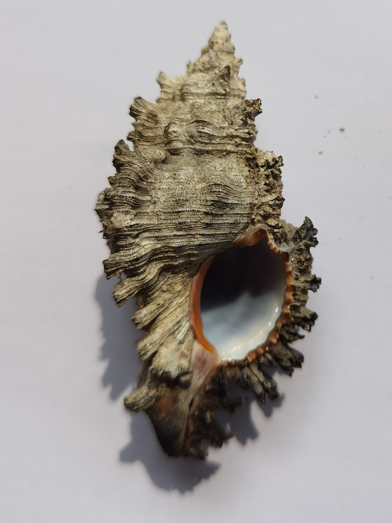 海南海鲜贝类有哪些,海南海鲜贝类