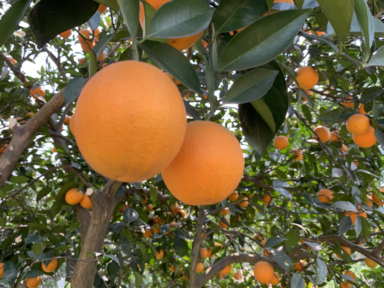 2017年最有前景柑橘是哪个品种,目前柑橘在市场什么品种最好