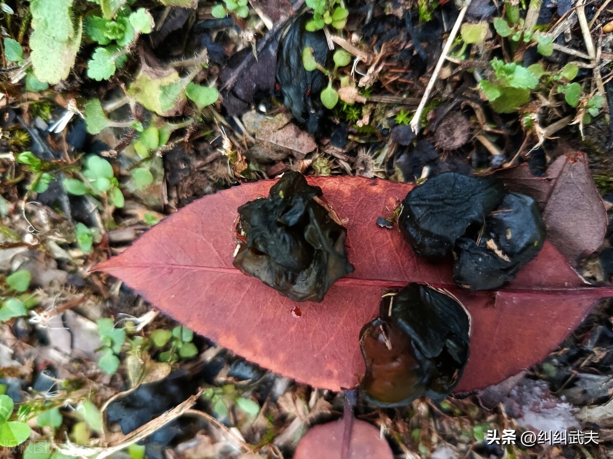 小时候地里都是地皮菜,还记得当年的土地视频吗