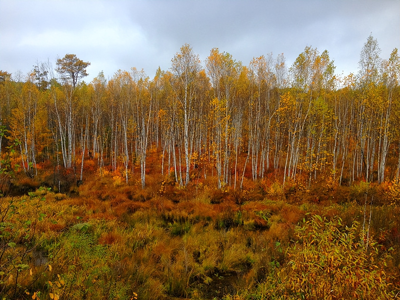 作家菡萏的散文,作家菡萏的美文