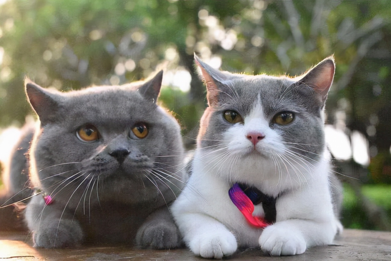 英短蓝猫折耳是不是养不活,英短蓝猫为什么不建议养