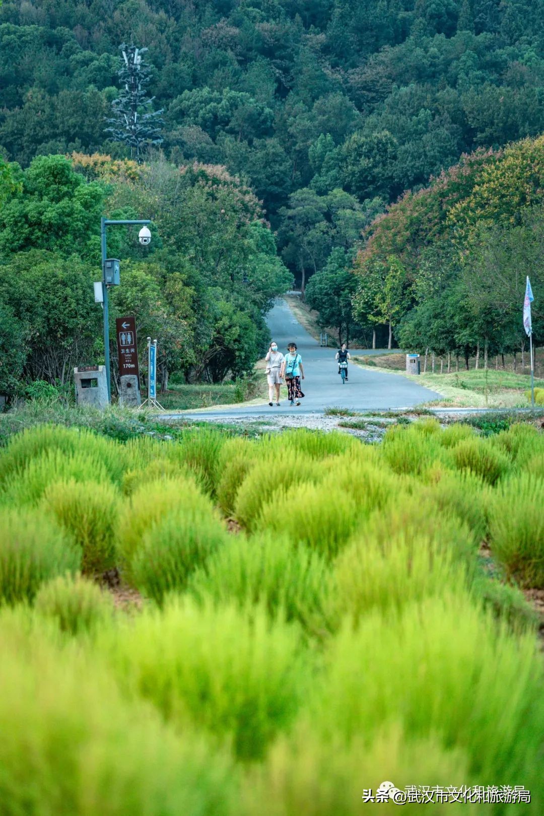 武汉市区内最大的向日葵花海开了,武汉最大的向日葵基地