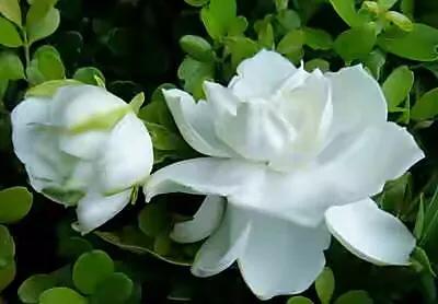 栀子花有虫子怎么去除,栀子花为什么爱生虫子