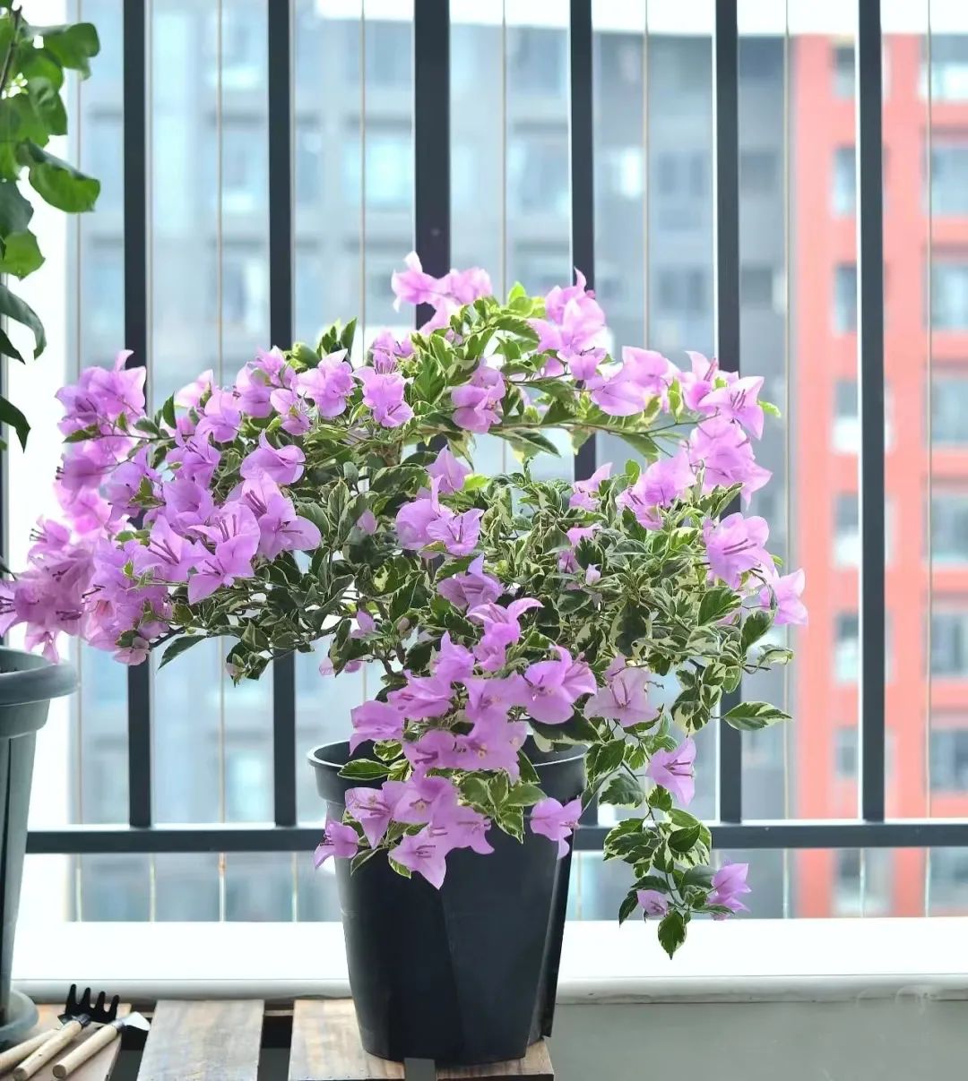 发财树绿萝吊兰怎么养怎么换盆,发财树绿萝金钱树这类花怎样养护