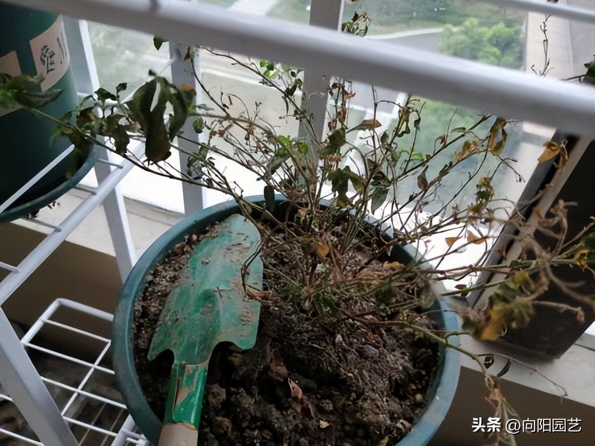 常见植物有毒不适合室内养殖,家里养不死的大型植物