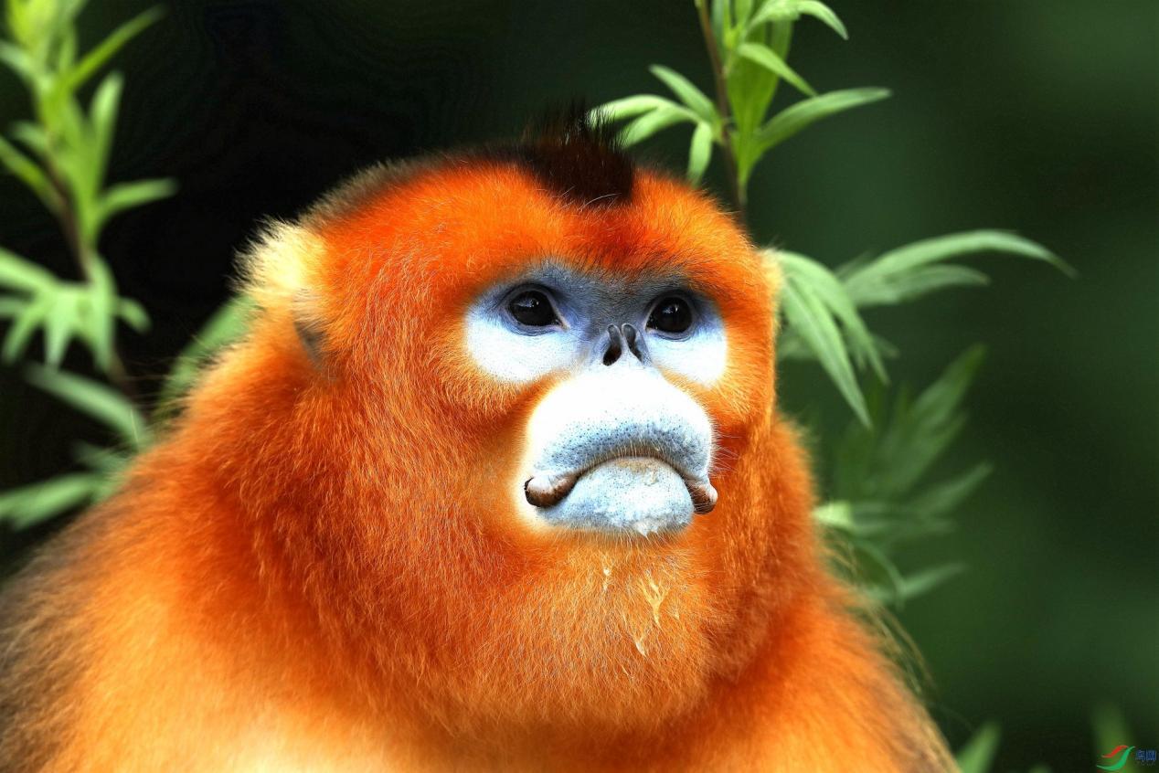 怒江金丝猴和峨眉猴干架,金丝猴遇上峨眉山猴子会发生什么