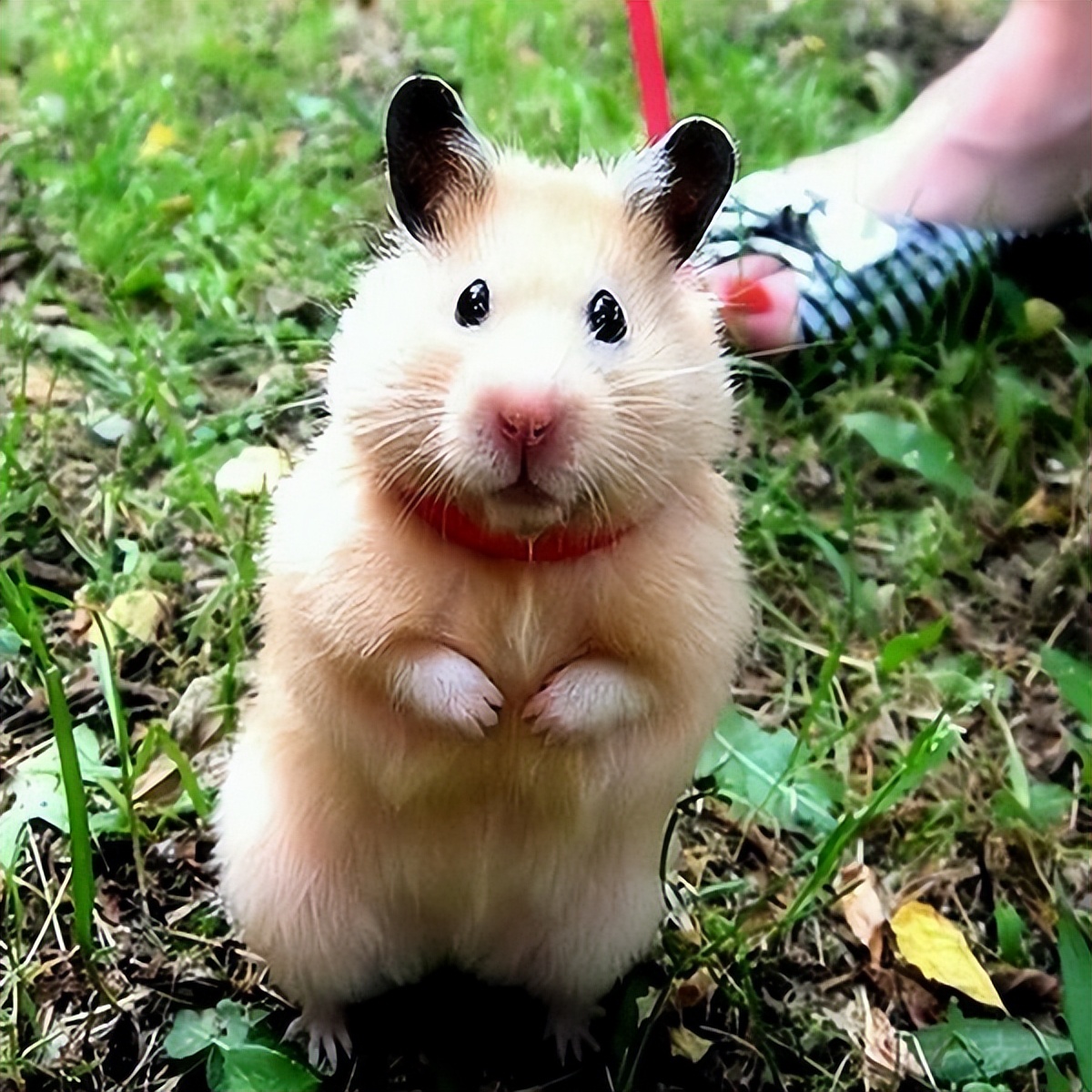 新手怎么养仓鼠教程,新手如何正确养仓鼠