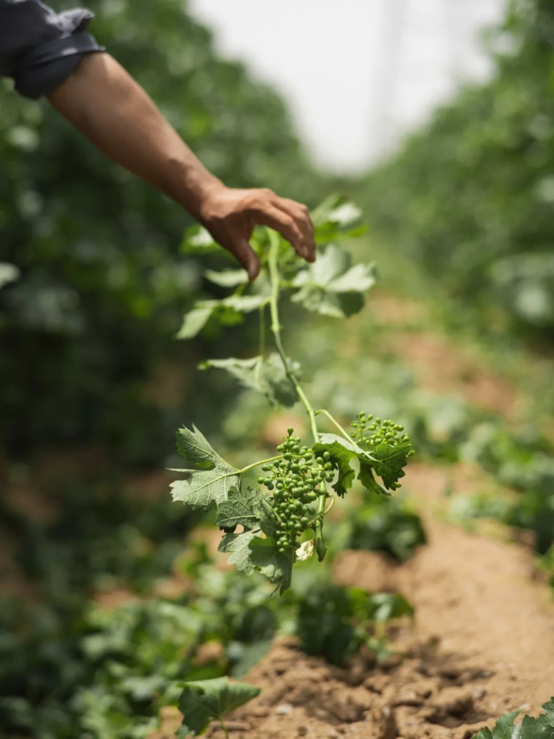 正和岛商界领导,正和岛董事长
