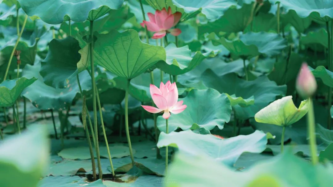 100首最美夏天诗句,10首最美春风诗词