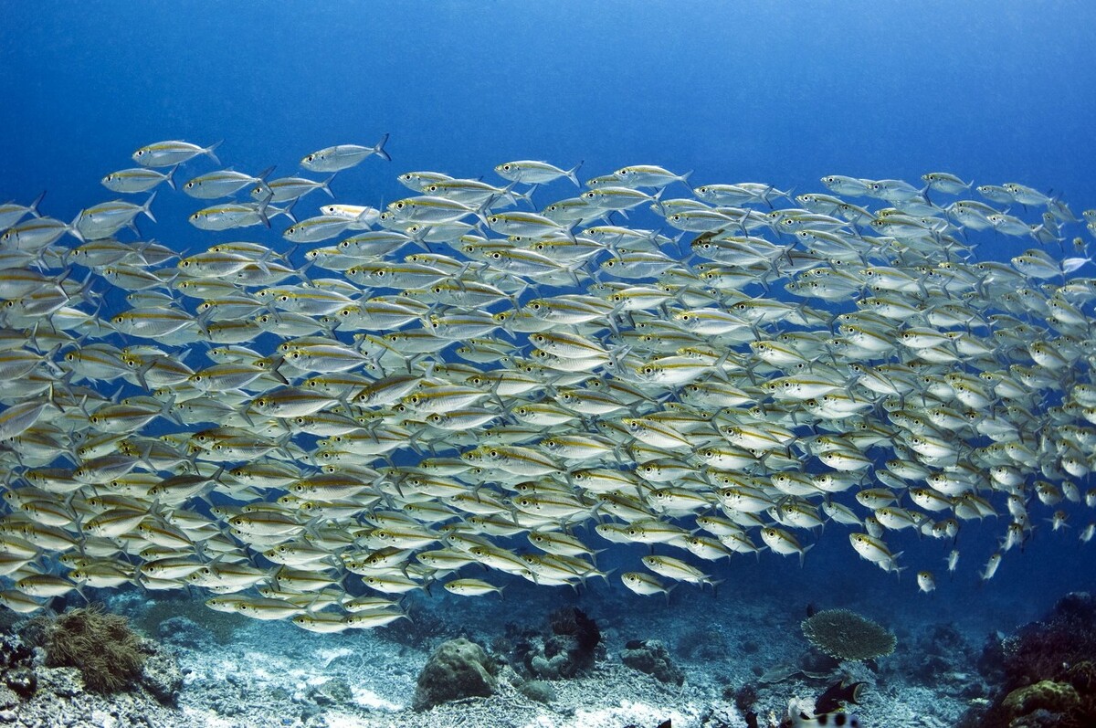 竹荚鱼钓法日本一年吃几亿条日本专业海钓入门防波堤钓书籍