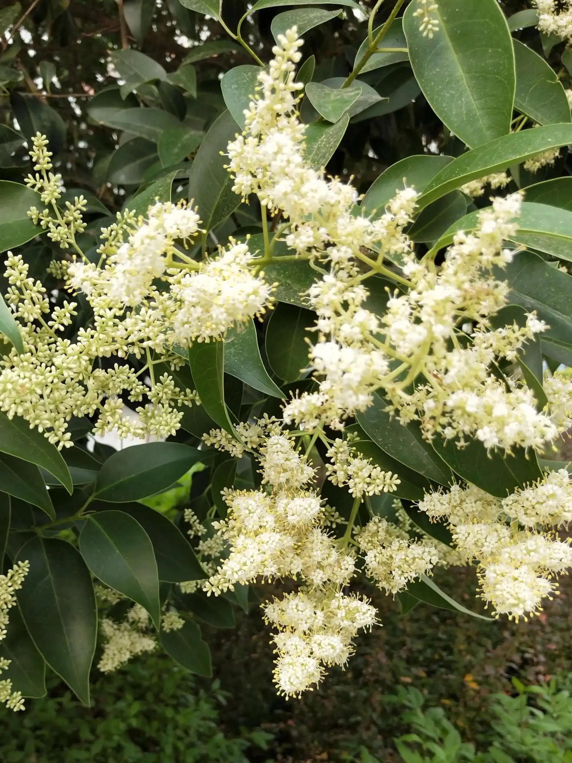 女贞有毒吗,大叶女贞又叫火炮树