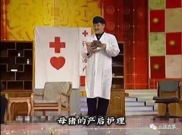 母猪的产后护理小说,母猪的产后护理书籍