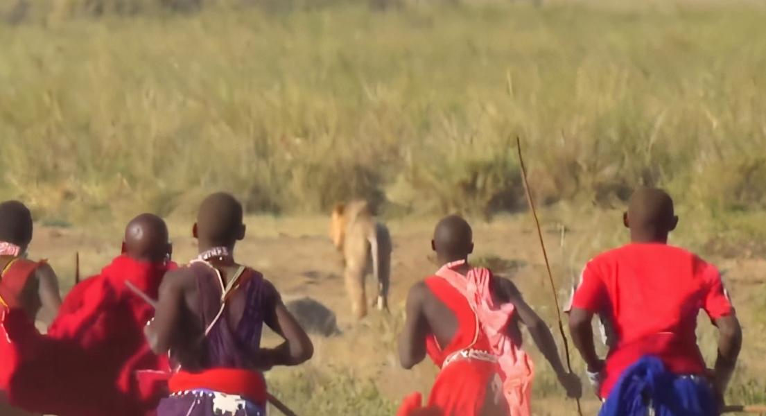 草原之王狮子怕马赛人,马赛人的狮子有多强