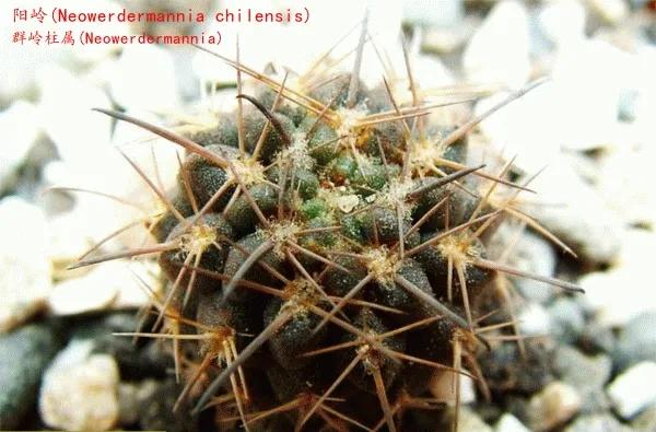 常见乳突属的仙人球,鹿角柱属仙人球主要特征