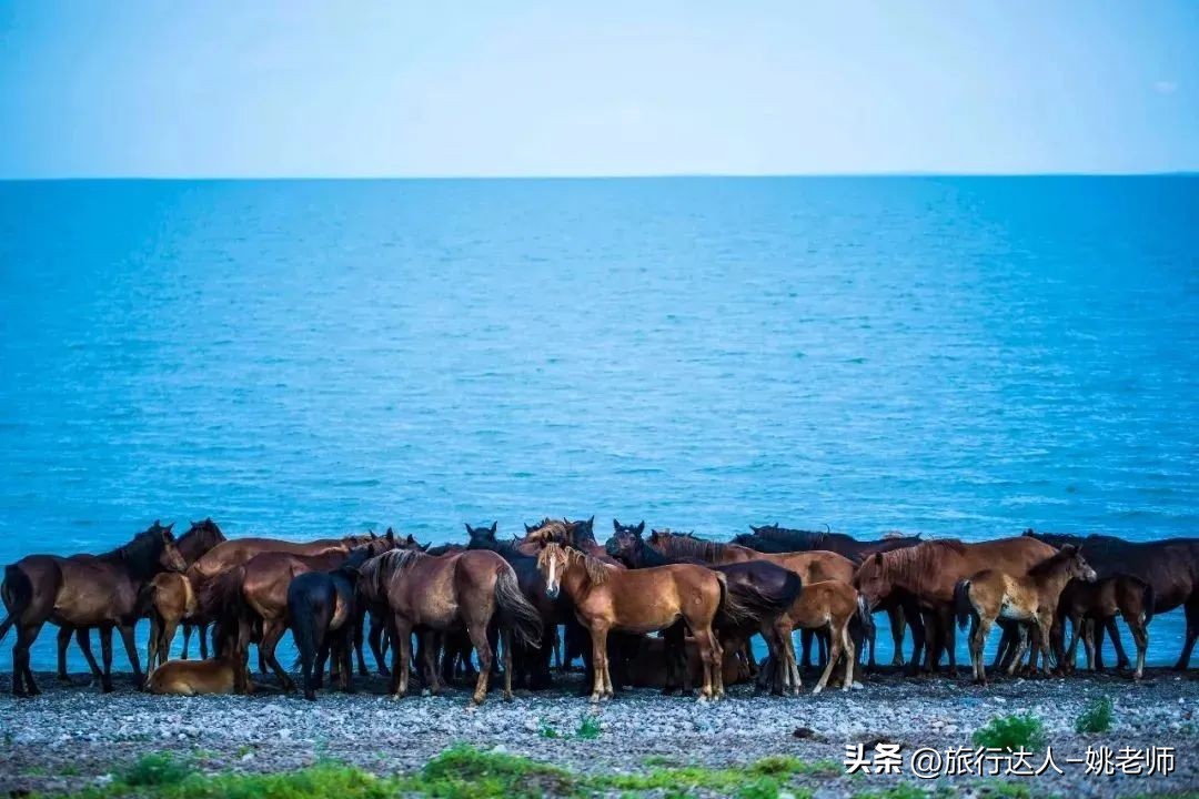 呼伦贝尔塞北草原旅行,呼伦贝尔金秋自驾游