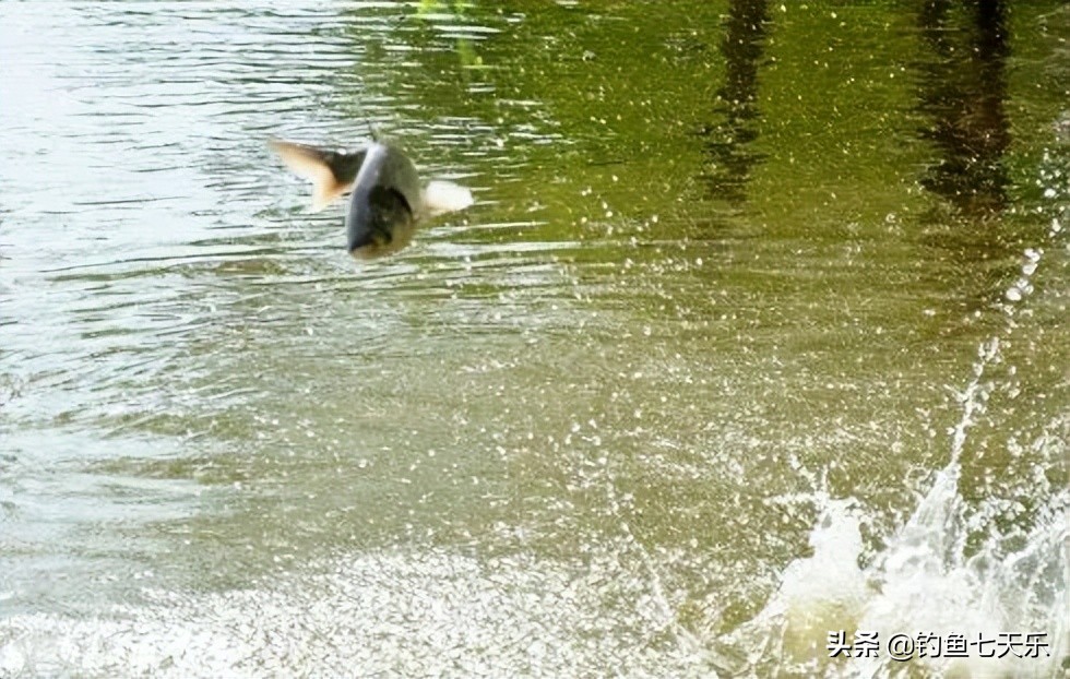 钓鱼看温度还是温差,钓鱼看水温技巧