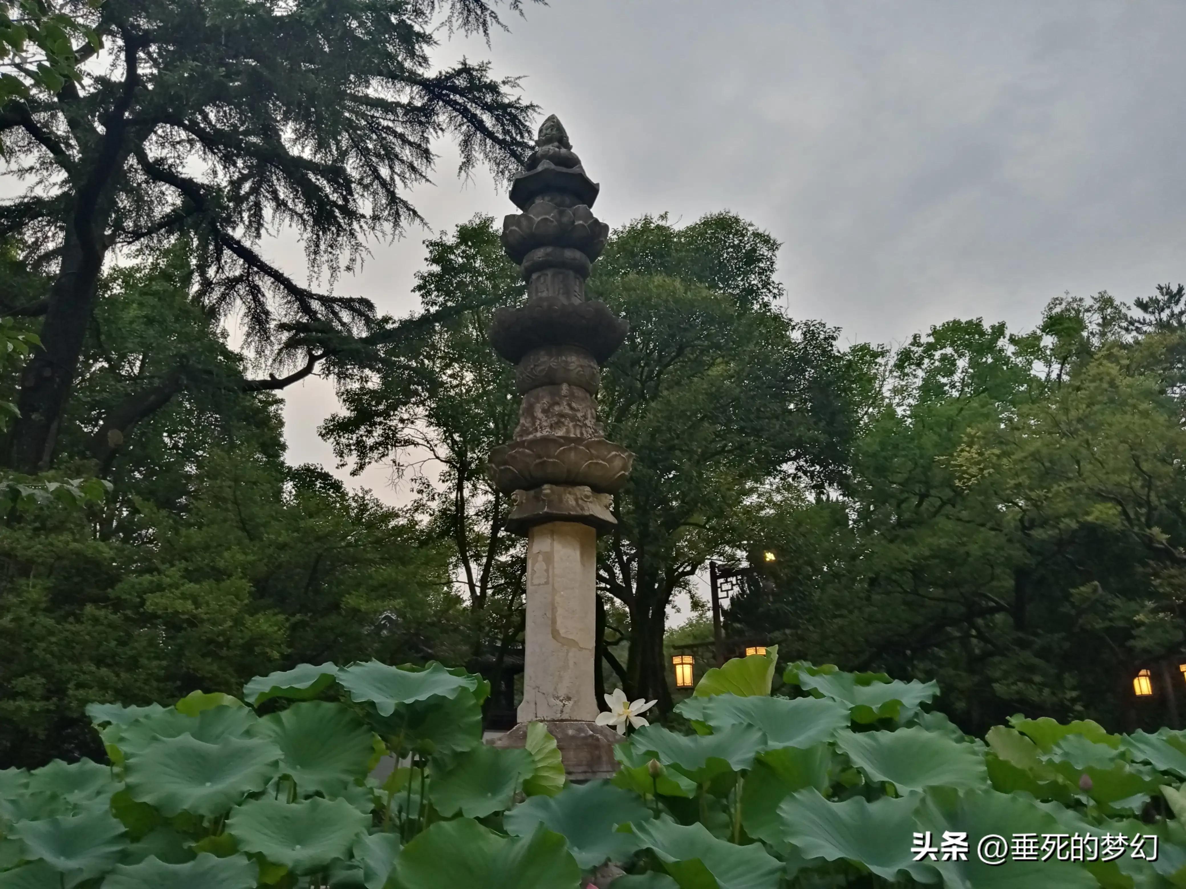 烟雨荷花情,荷花雨中