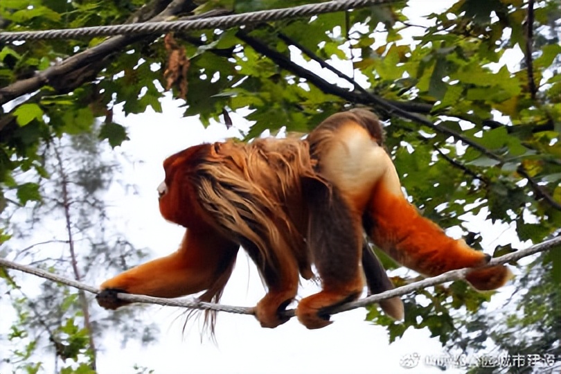 探秘动物的区域活动观察记录,成都动物园新动物