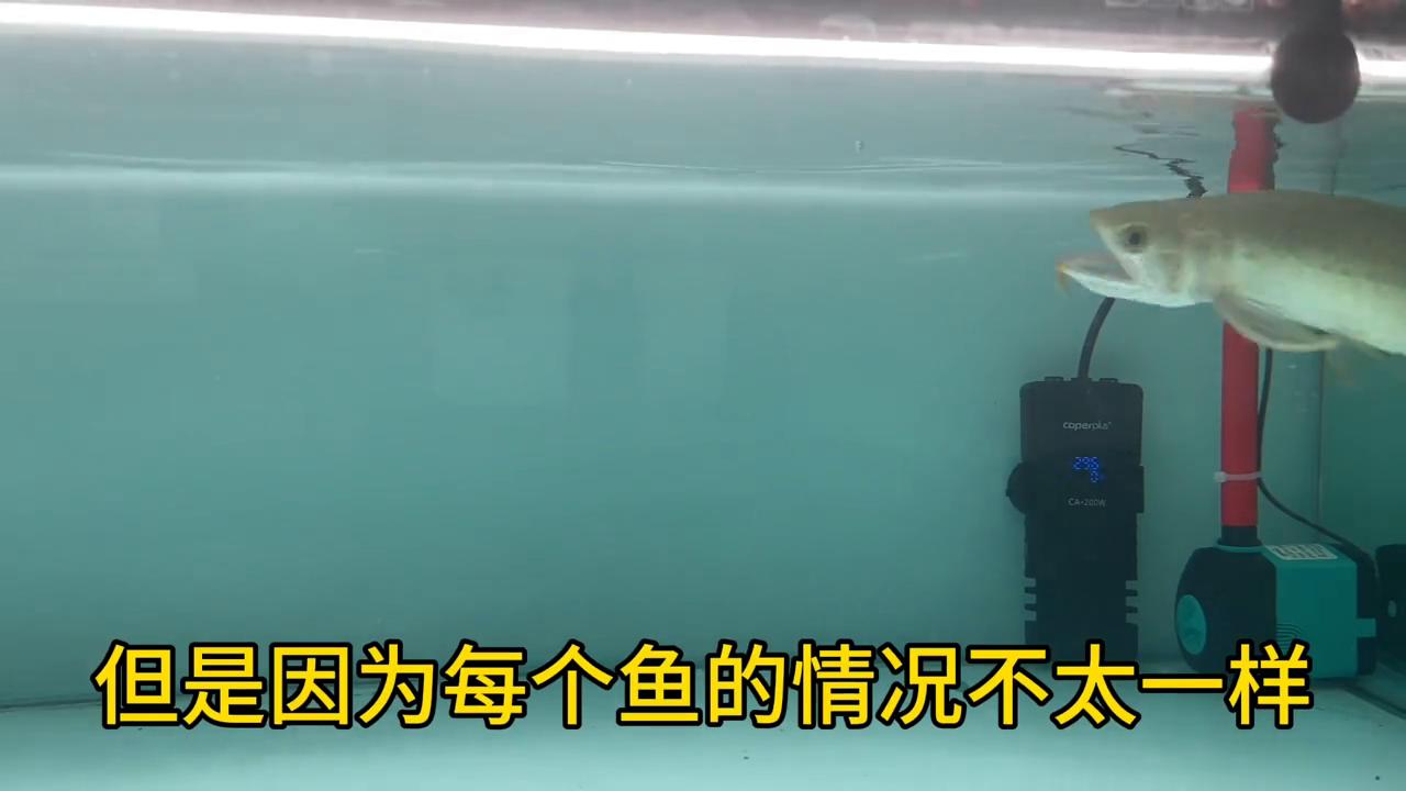 龙鱼立鳞烂身,龙鱼立鳞需要停食不