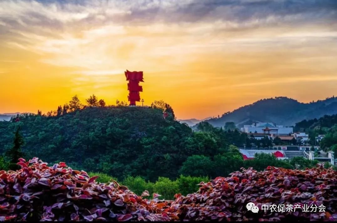 娌冲崡淇￠槼绾㈠煄鑼朵埂,鏂板幙绾㈠煄鑼朵埂