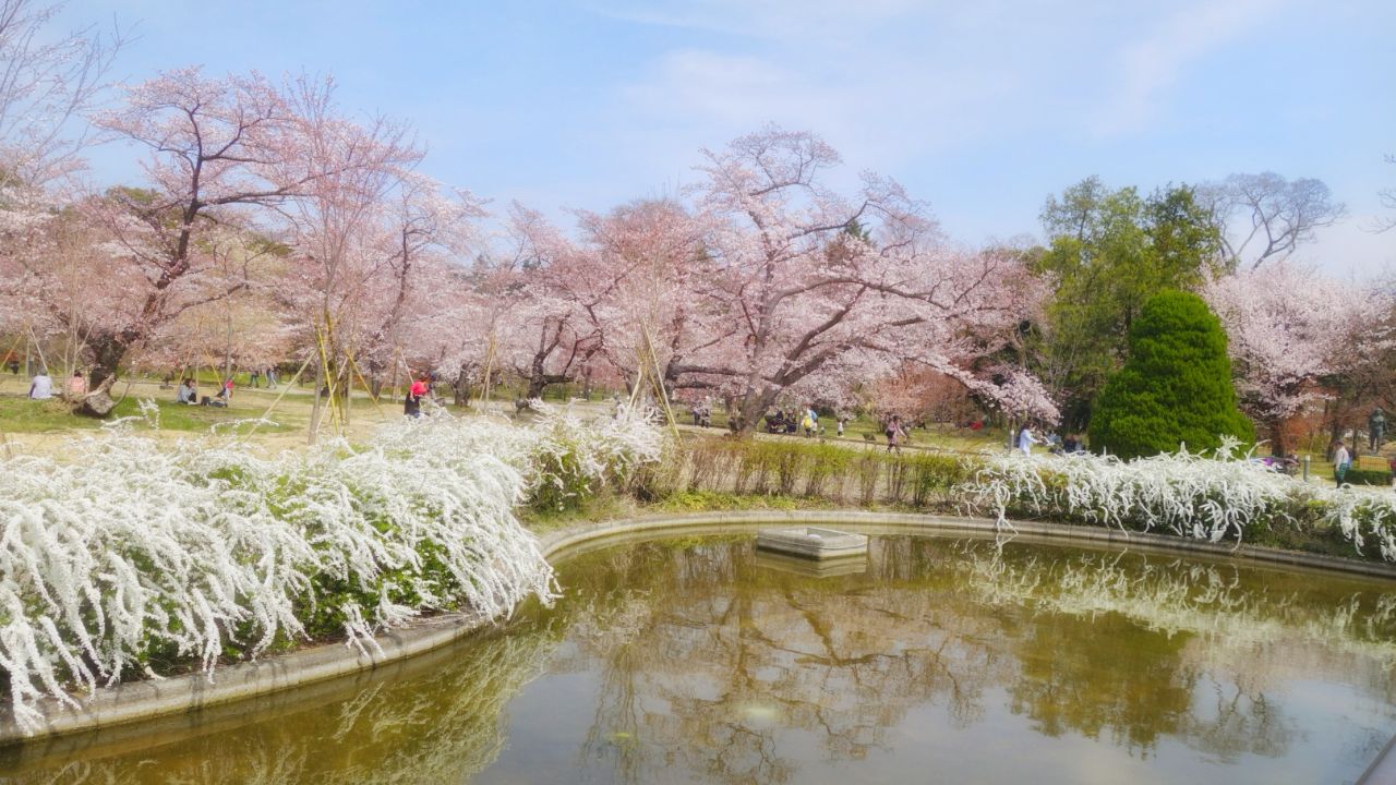 日本四季赏景,日本哪些地方适合春天旅游