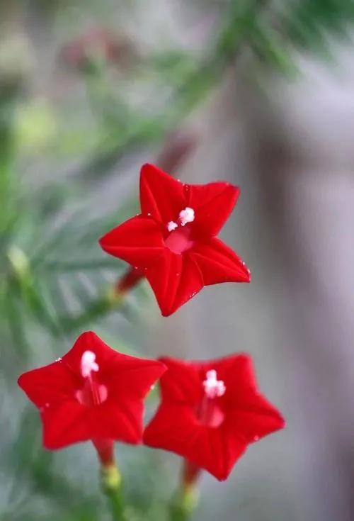 五星花有什么特点,五星花最漂亮的品种