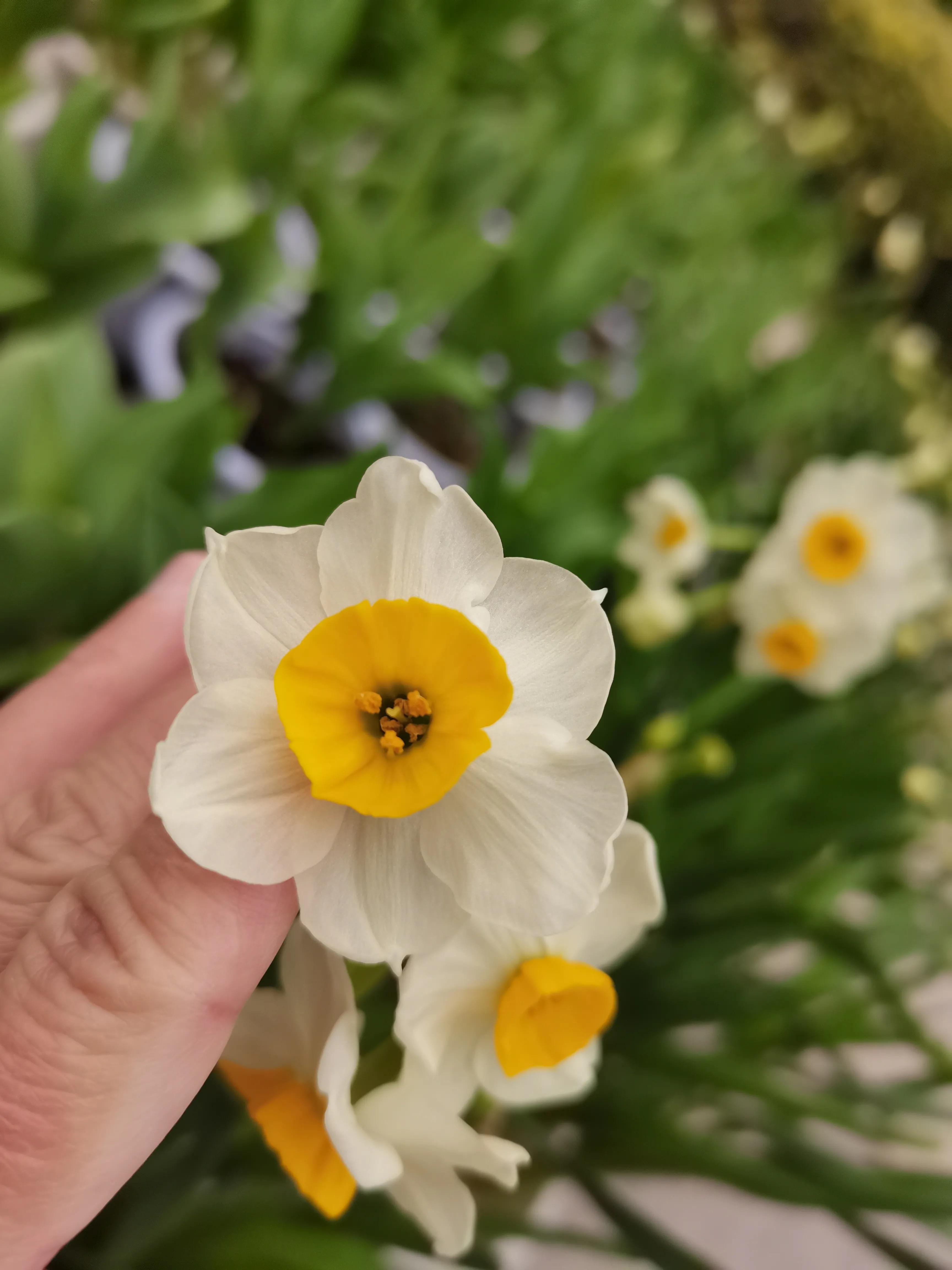 福州郁金香温泉公园,福州花海公园郁金香