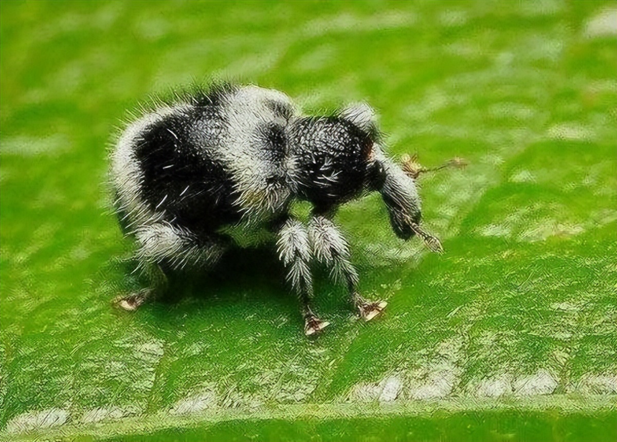 昆虫界的大熊猫有人见过吗?