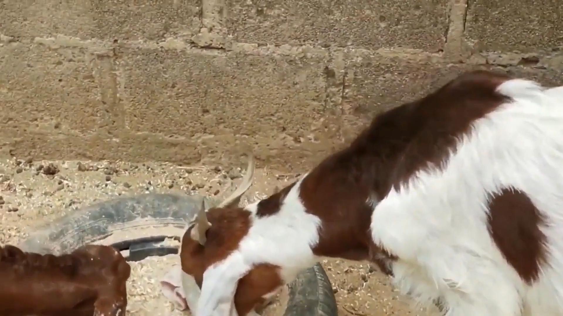 瓦格吉尔羊价格怎么样,瓦格吉尔羊为什么贵价值是什么