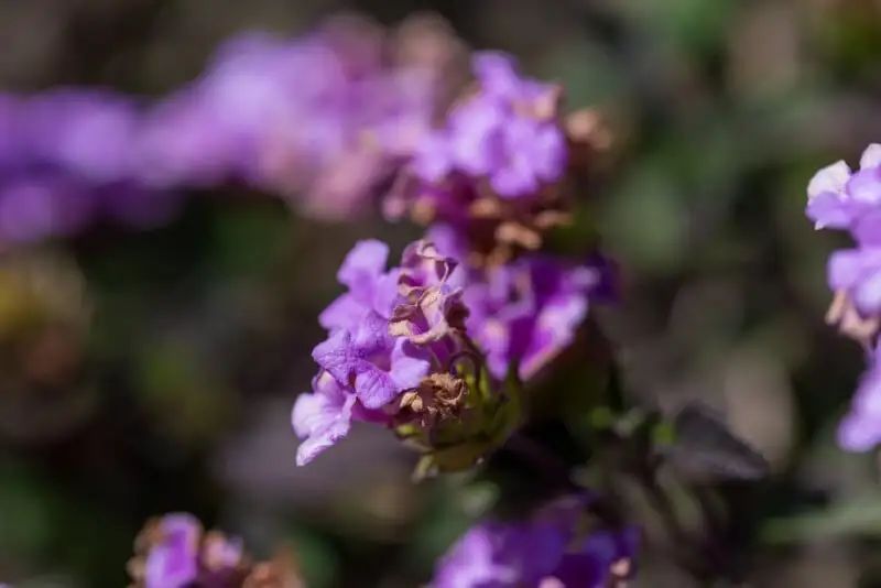 宾得新款16-50评测,宾得镜头18-135样片测评