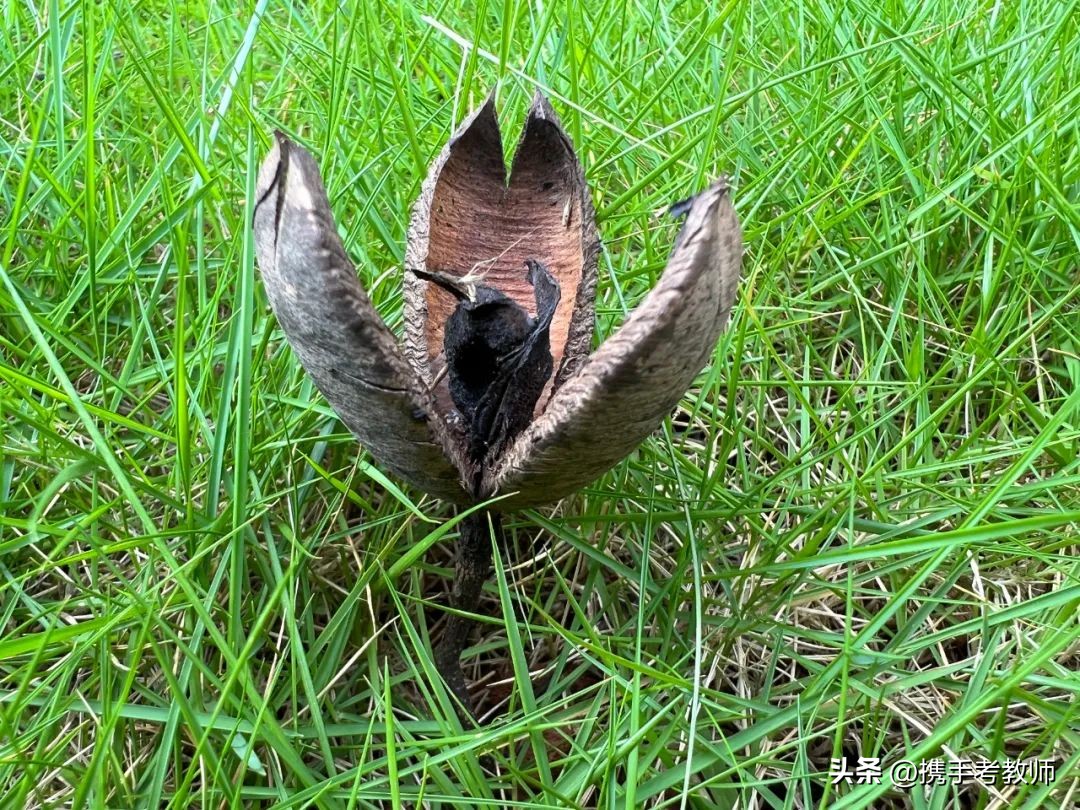 教师资格证小学综合素质文化常识,教师资格中的文化素养题哪里来的