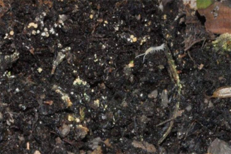 土壤里细小的白色虫子是什么虫子,花盆里有很多白色的虫子跑得很快