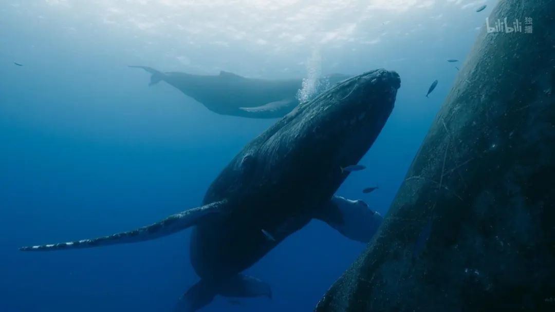 原来它们也有“性丑闻”,这片看完让我大开眼界