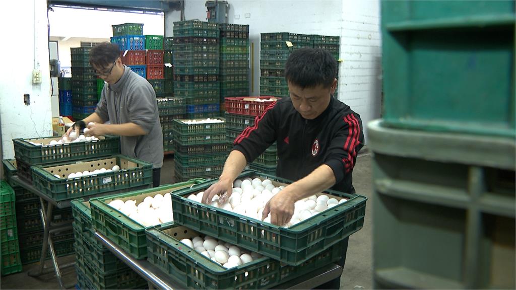 台当局给母鸡发红包刺激生蛋，母鸡认识新台币吗？