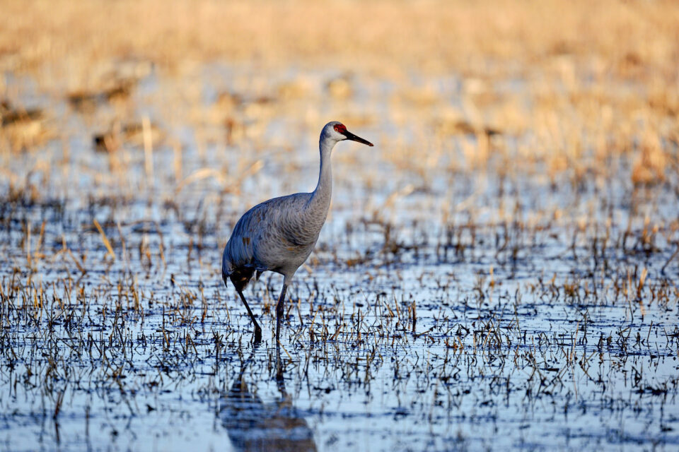 尼康Z800mmf/6.3VRS镜头深度评测