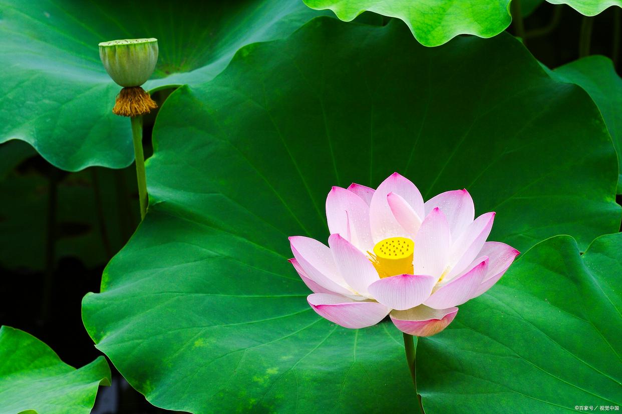 十首经典荷花古诗词名句,十首最美荷花诗词