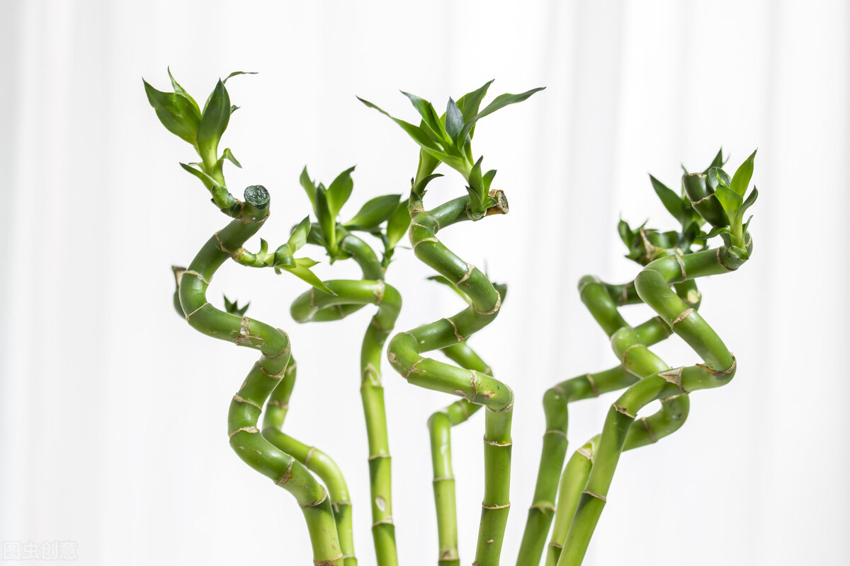 太实用了！45种常见植物养殖方法大全