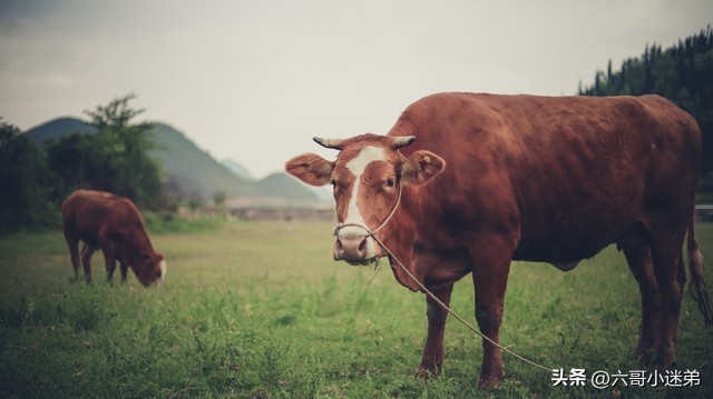 平时吃的牛肚是第几个胃,牛的四个胃的牛肚有区别