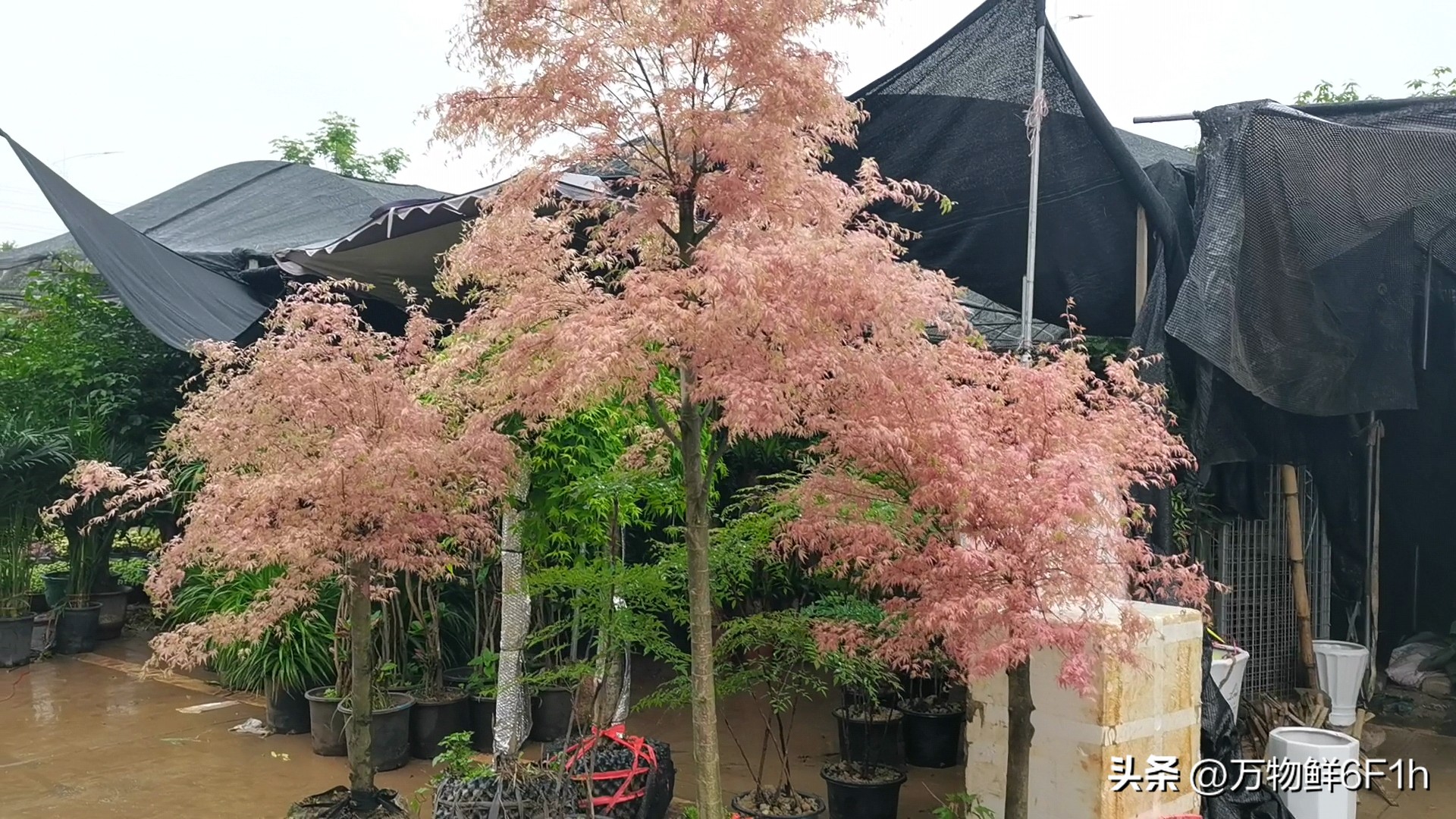 花卉批发市场进货渠道,山东花卉最大批发市场