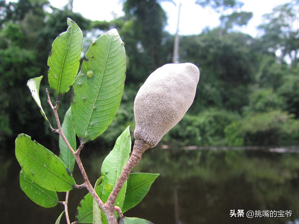 建国首日就与我国建交的非洲穷国，8种罕见水果，你见过几种
