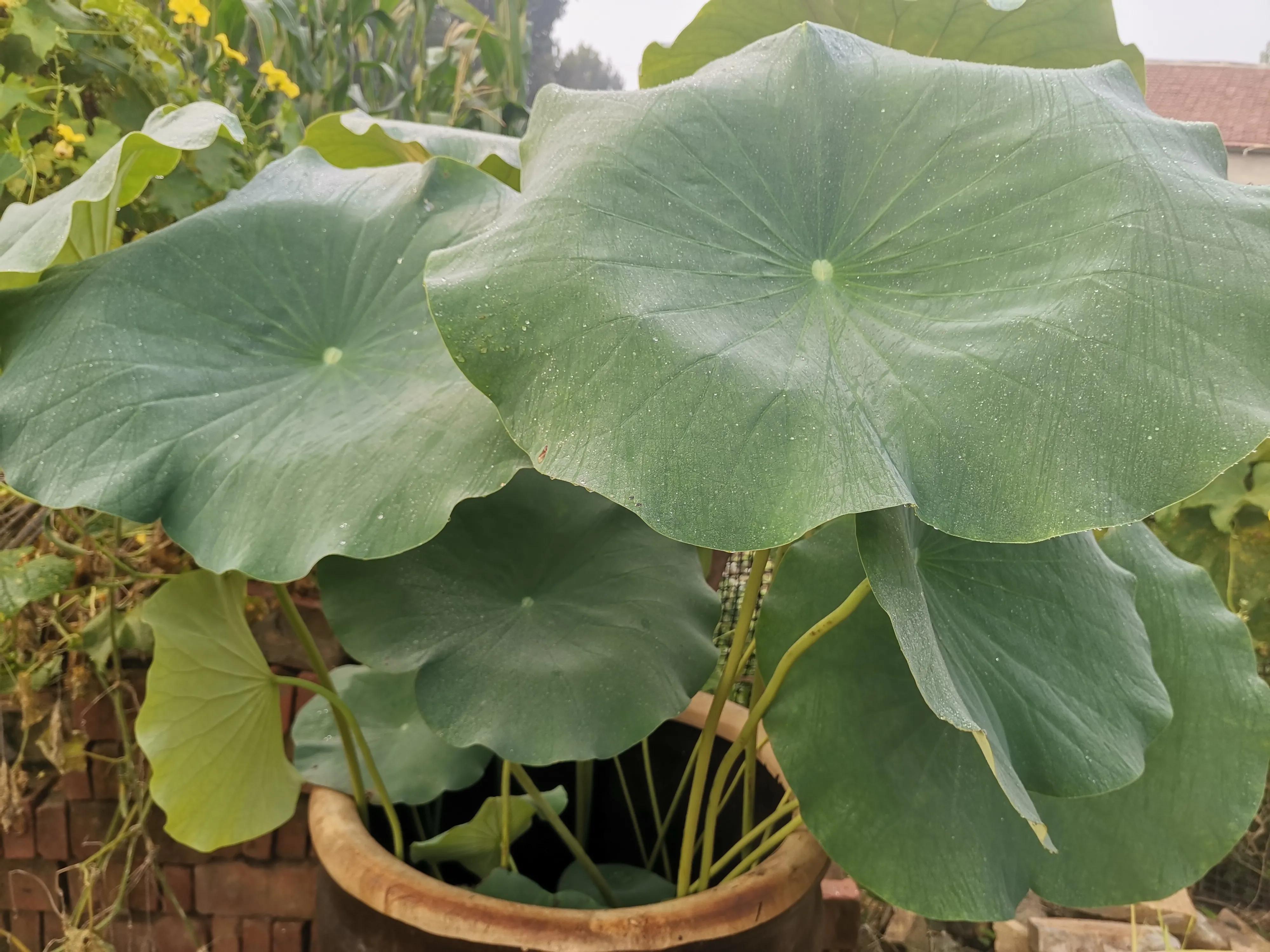 大缸种藕的种法,缸种藕几棵合适