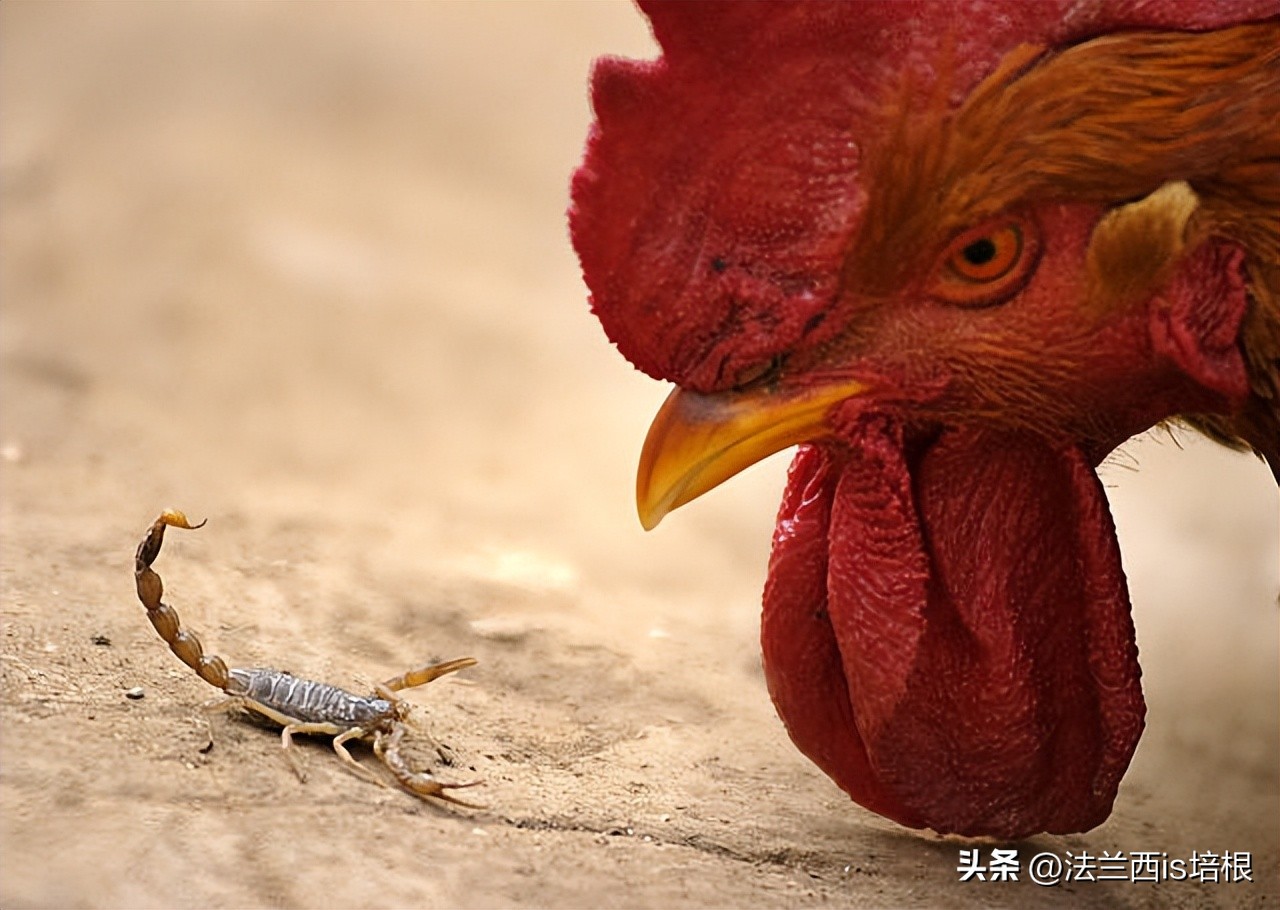 广州海关截获11箱588只蛇蛙蜥蜴,广州海关截获蟑螂200只