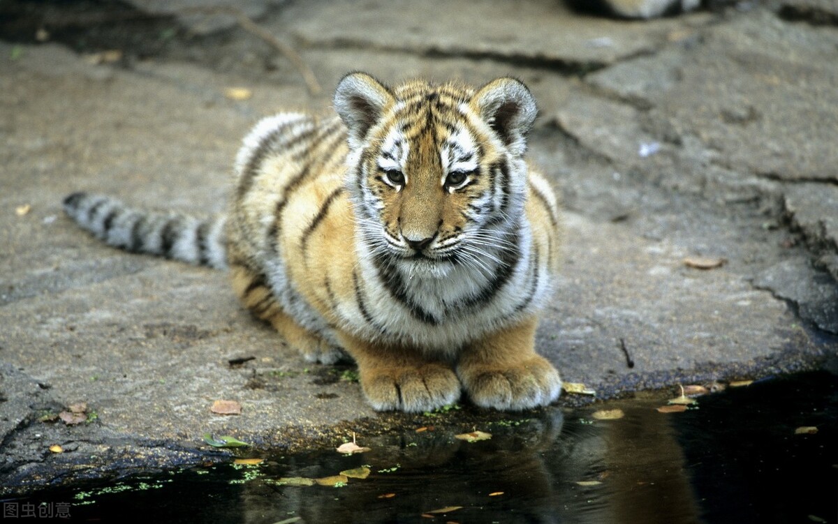 48岁写给本命年的自己散文随笔,买本命年红内衣散文