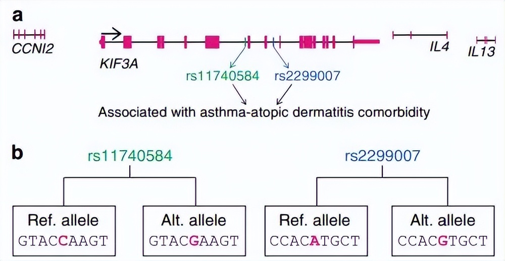 碱性亮氨酸拉链的介入，会对青钱柳根茎发育产生多大影响？