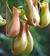 科普盘点捕虫子的植物,所有捕虫植物介绍