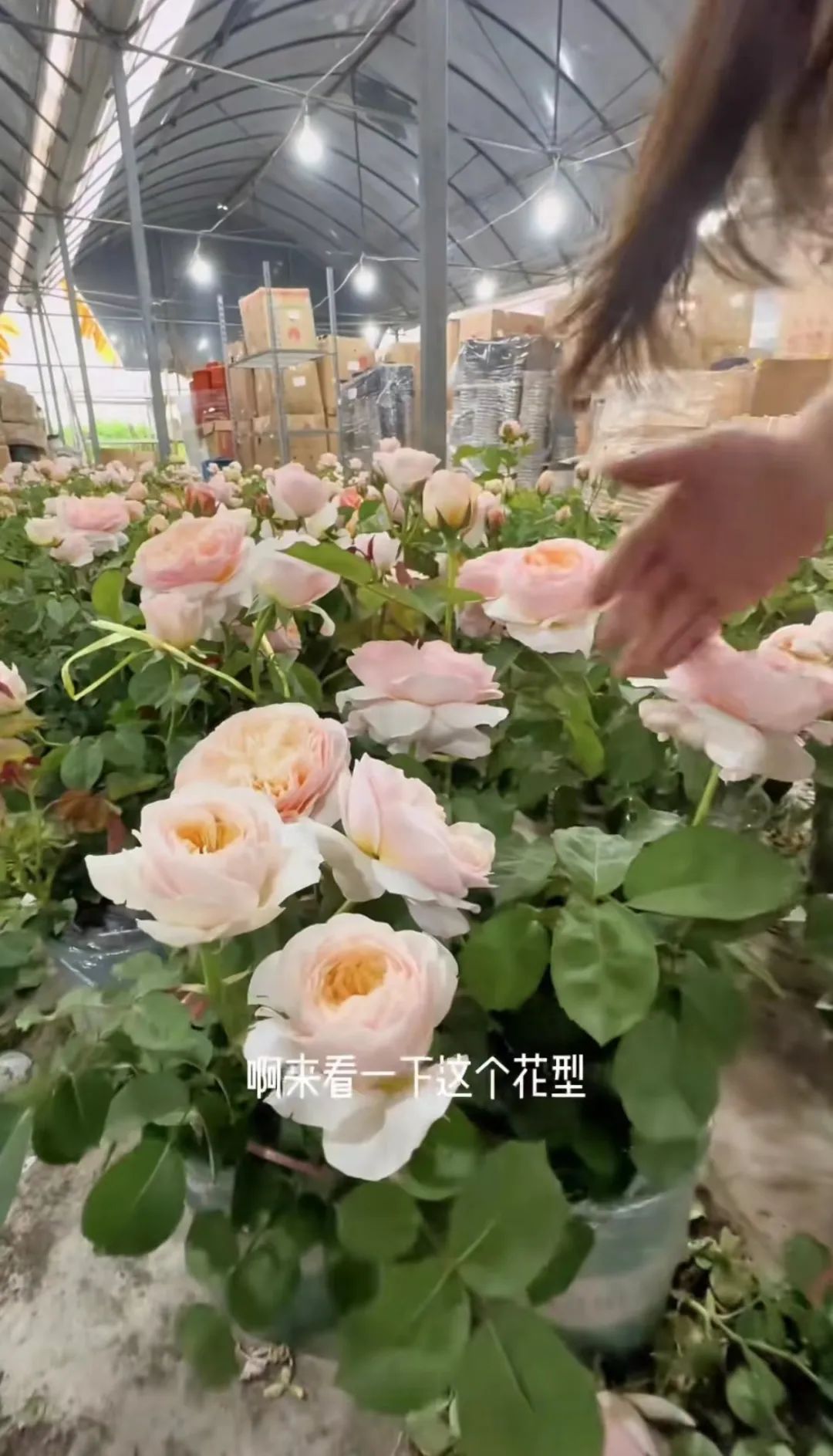 抖音卖鲜花一个月能赚多少钱,抖音上卖鲜花如何运营