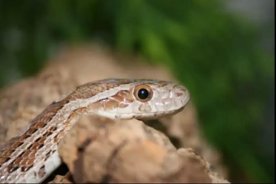 「原来欧洲有这么多种蛇？！」偷师卡塞尔的豢龙大师·下