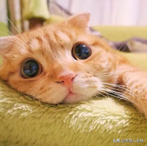 第3天我的猫会说话