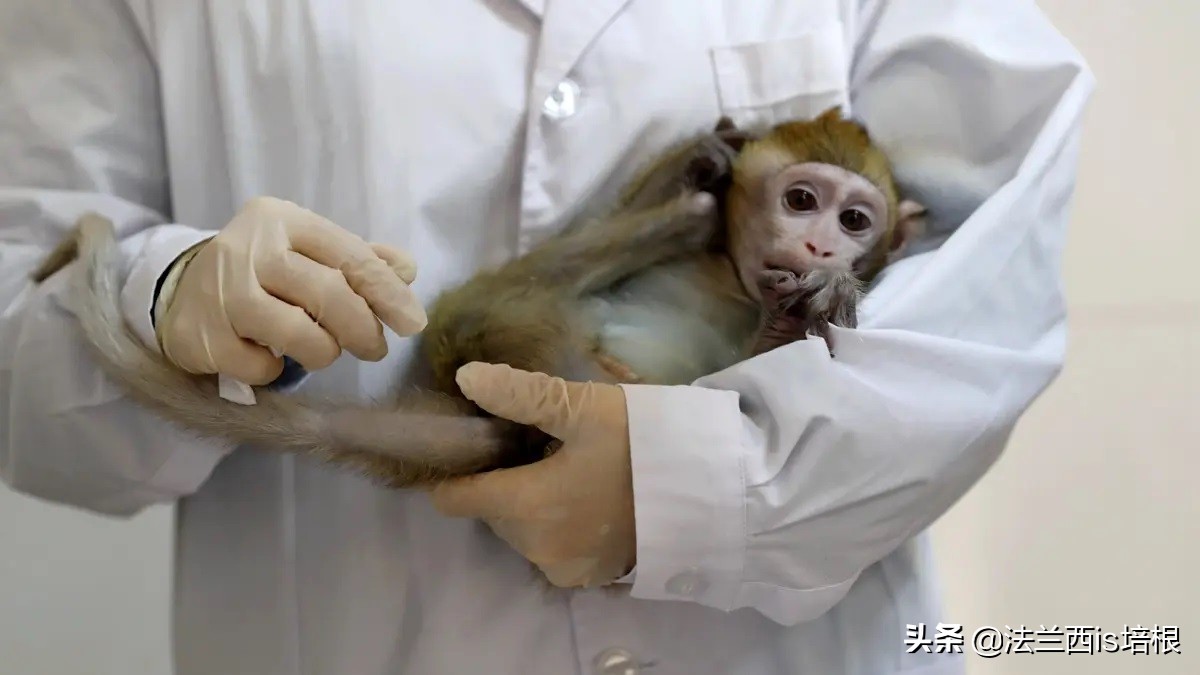 多家药企疯狂囤猴,多家龙头药企疯狂囤猴blog