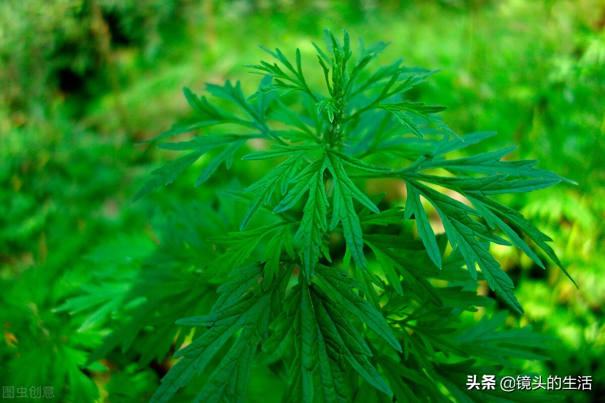 农村遍地都是宝农村的野菜挖不完,农村不要钱的野菜有哪些